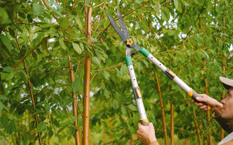 Tree trimming in Tennga, GA