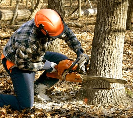 Tree Removal in Tennga, GA